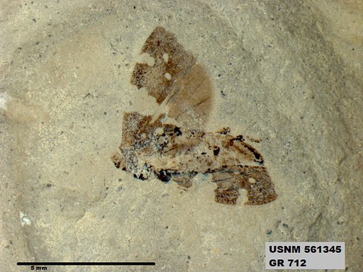Genus sp