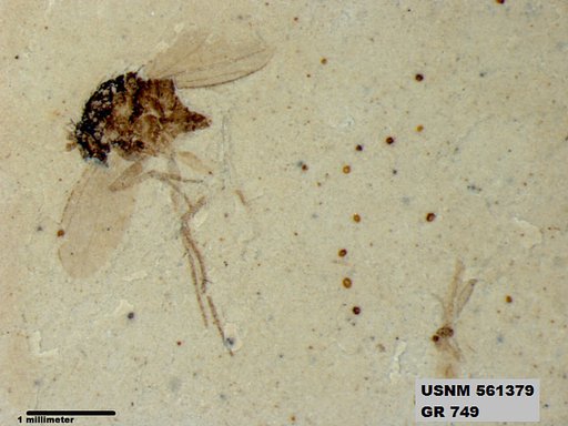 Insecta