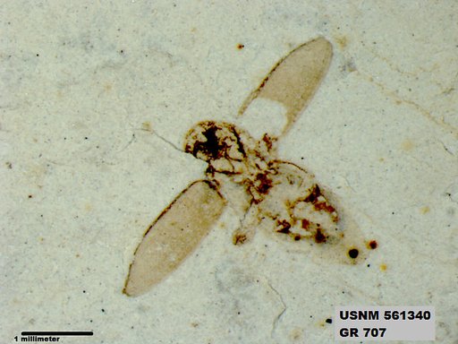 Insecta