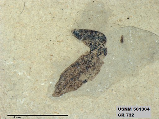 Insecta