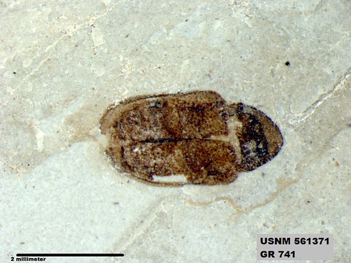 Insecta