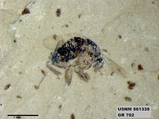Insecta