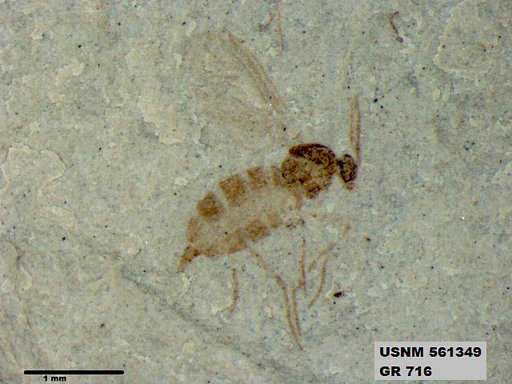 Insecta