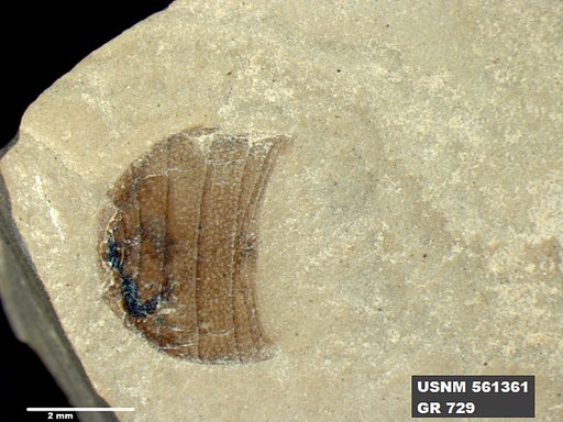 Insecta