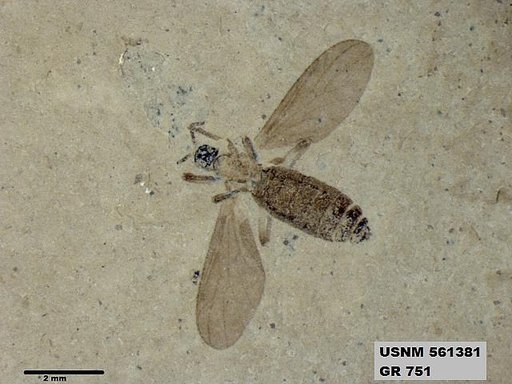 Insecta