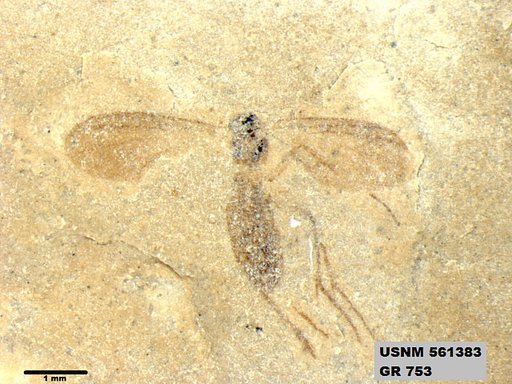 Insecta