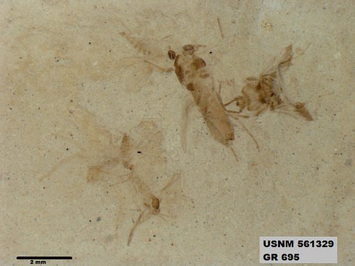 Genus sp