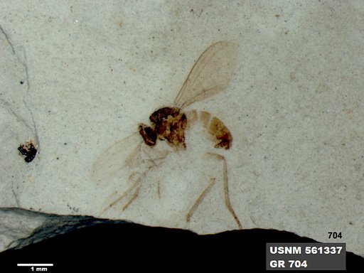 Insecta