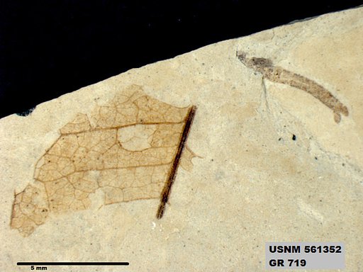 Genus sp