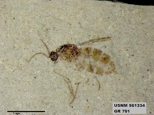 Insecta