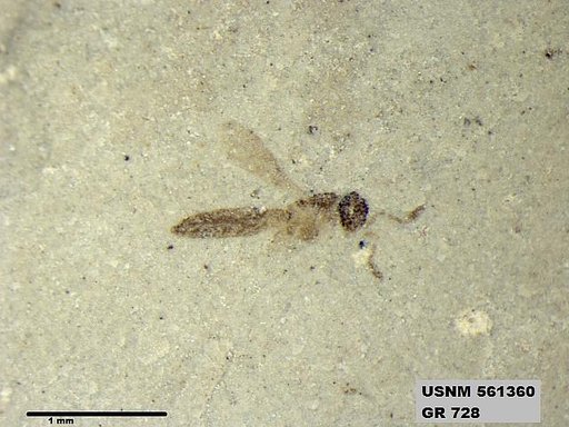 Insecta
