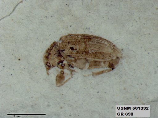 Insecta