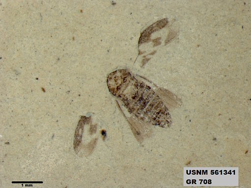 Genus sp