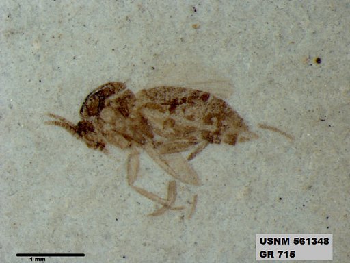 Insecta