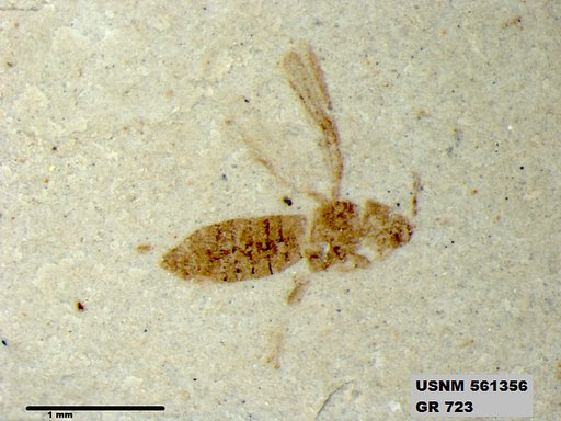 Insecta