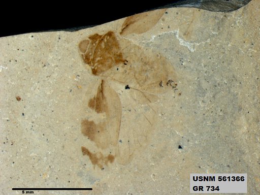 Genus sp