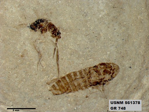 Genus sp