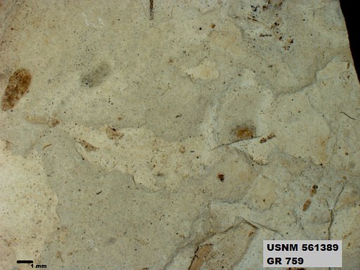Insecta