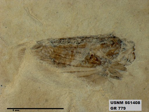 Genus sp