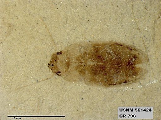 Insecta
