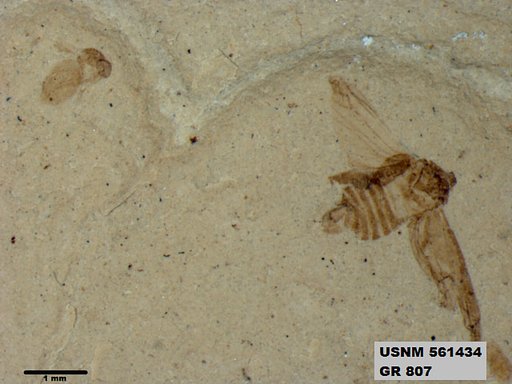 Genus sp