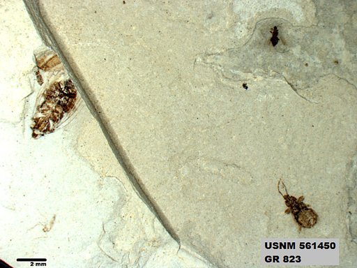 Genus sp