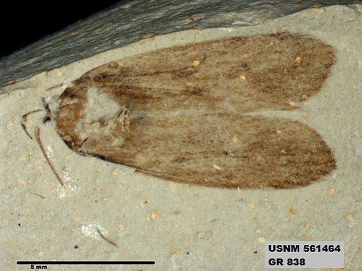 Insecta