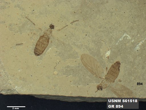 Insecta