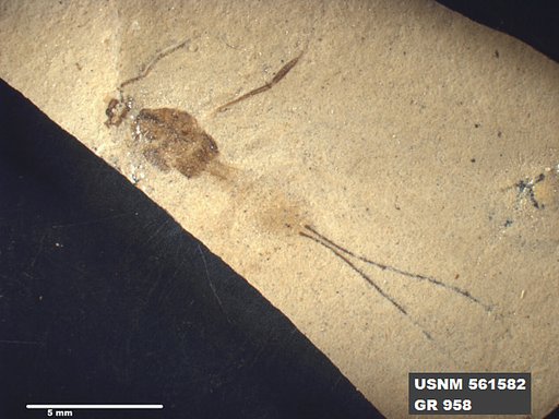 Genus sp