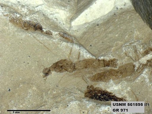 Genus sp