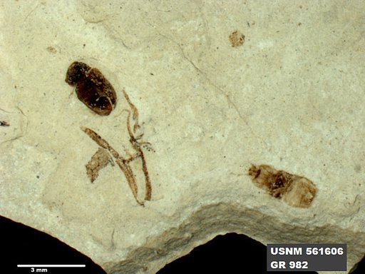Genus sp