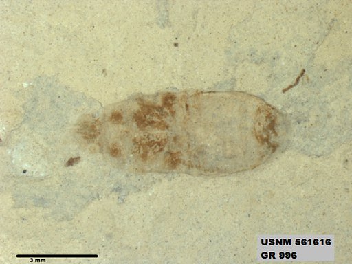 Insecta