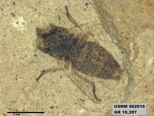 Insecta