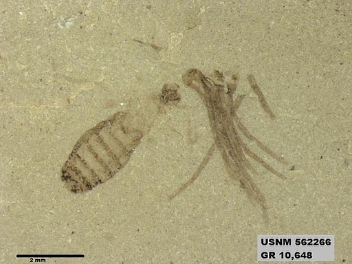 Insecta