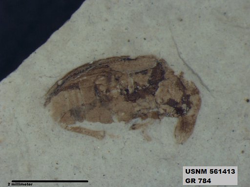 Insecta