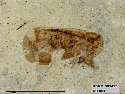 Genus sp
