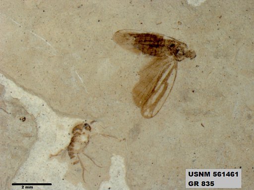 Genus sp