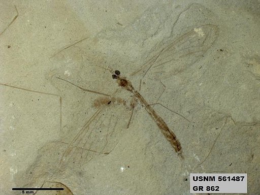 Genus sp