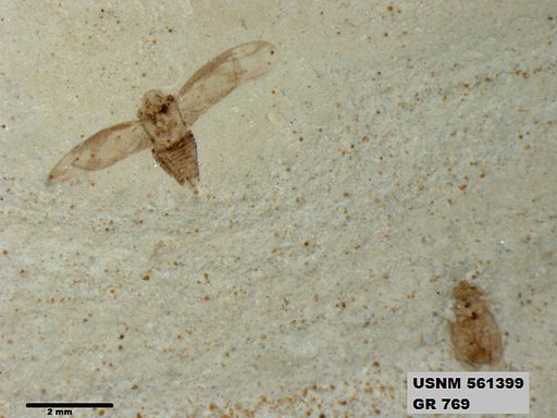 Genus sp