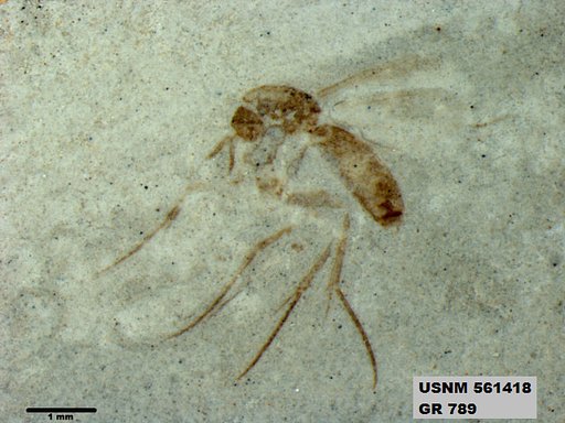 Insecta