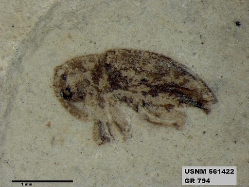 Insecta