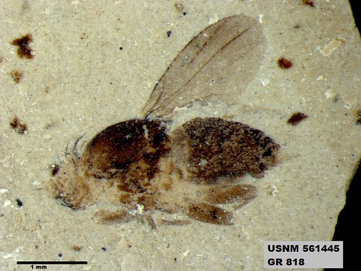 Insecta