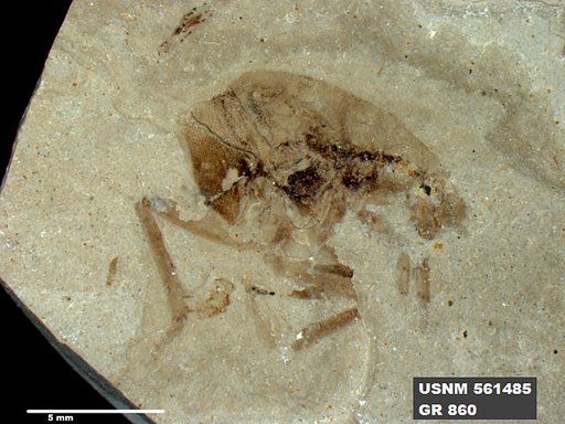Genus sp