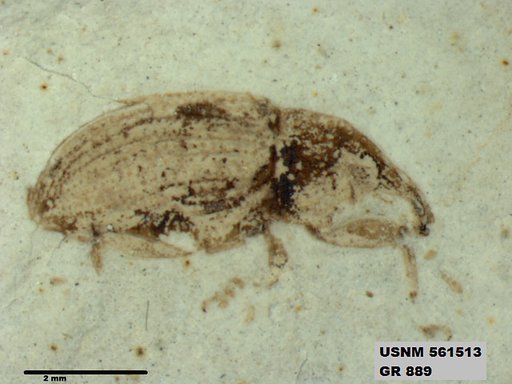 Insecta