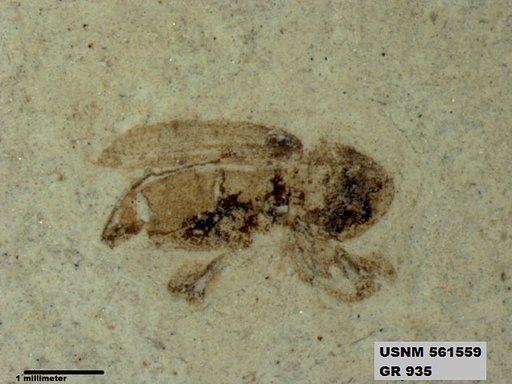Insecta