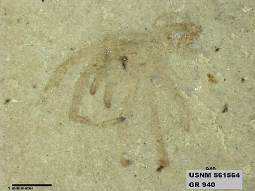 Genus sp