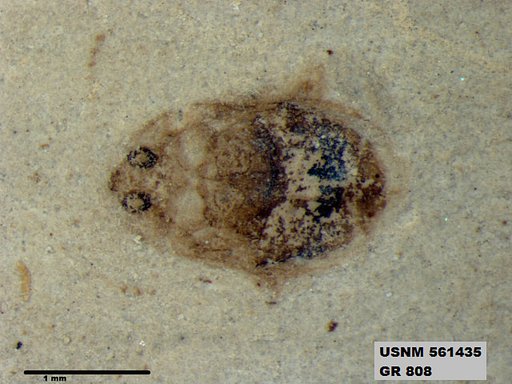 Insecta