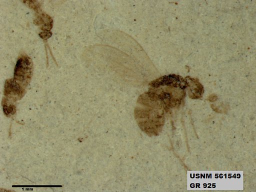 Insecta