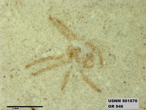 Genus sp