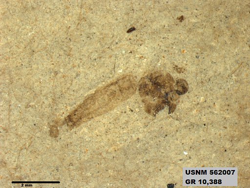 Insecta